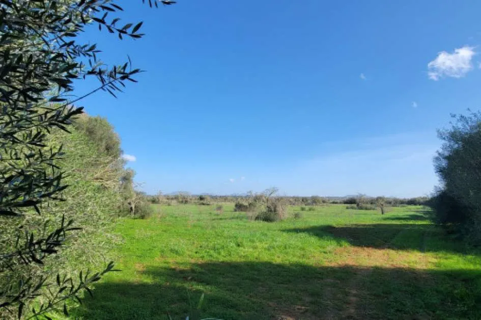 Plot with approved finca project in a quiet location near Campos Plot with approved finca project in a quiet location near Campos