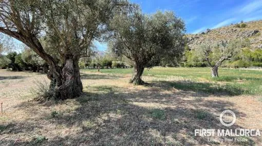 Fantastic rustic plot with building licence in Pollença