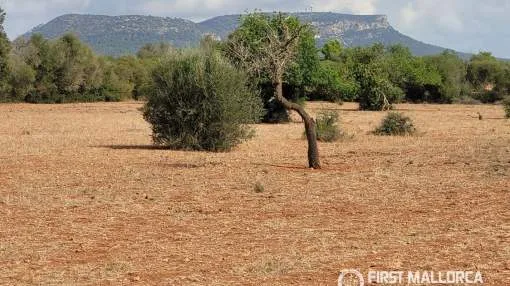 Spacious Plot with Open Views Just 8 Minutes from Llucmajor